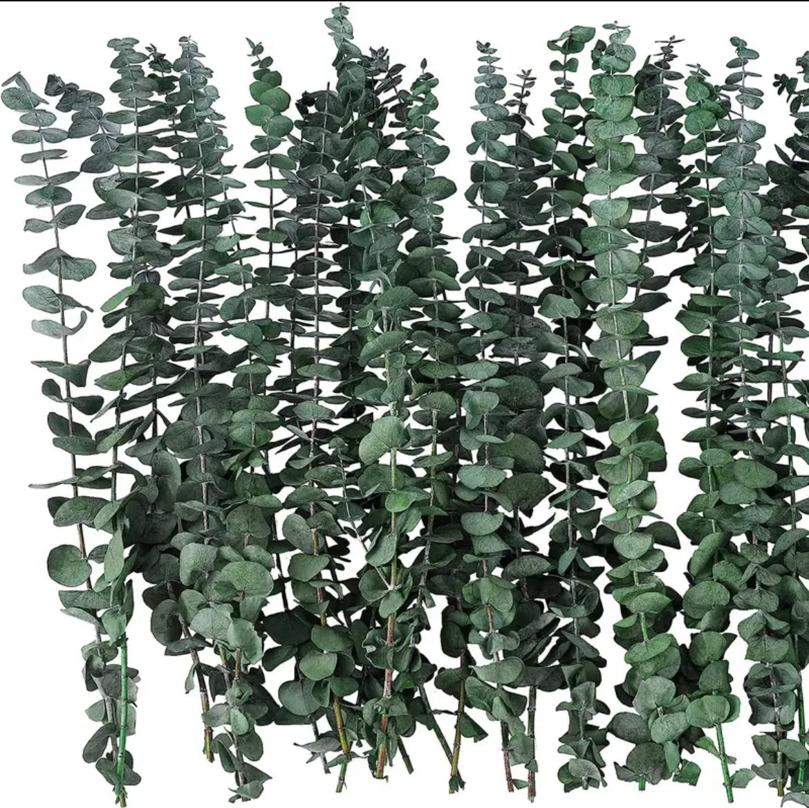 Eucalyptus Shower