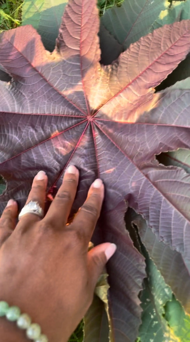 Haitian Postpartum Healing Herbs - Bain Fèy
