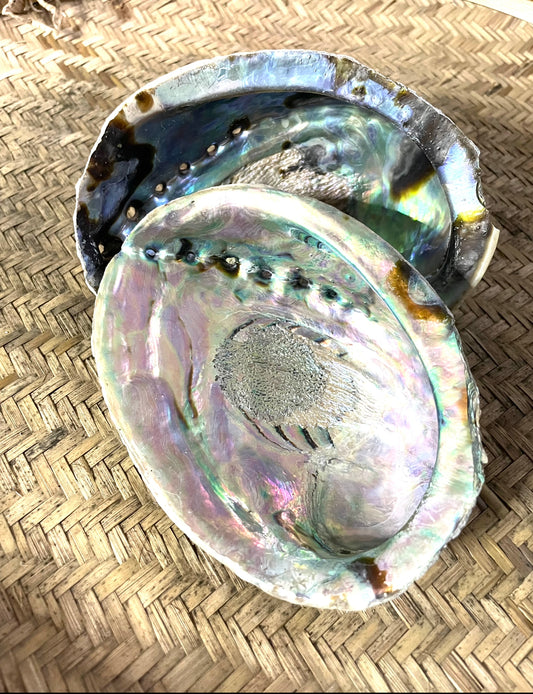 Abalone Shells